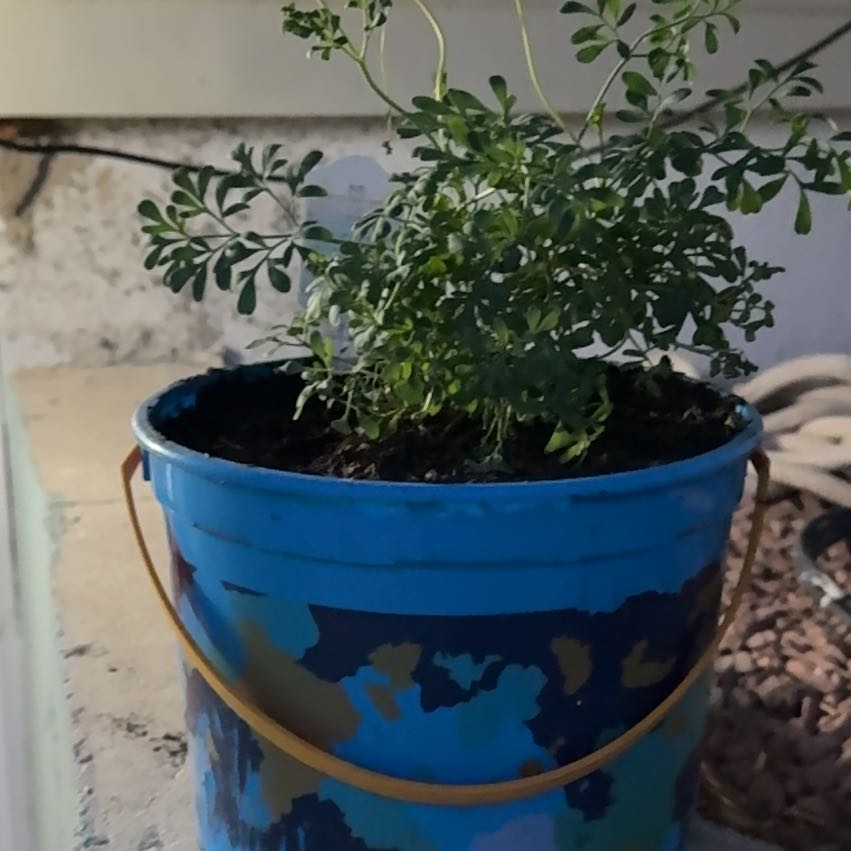 Photo of the plant species Common Rue by @StrikingAgave20 named ChloroPhil on Greg, the plant care app