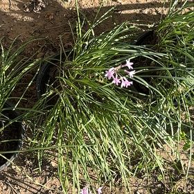 Photo of the plant species Society Garlic by @OverseerRye64 named Elina on Greg, the plant care app
