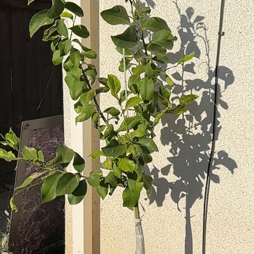 Photo of the plant species Lemon Tree by @OverseerRye64 named Marley on Greg, the plant care app