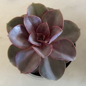Photo of the plant species Echeveria Red Skye by @Sunflowerhaze24 named Ms. Red on Greg, the plant care app