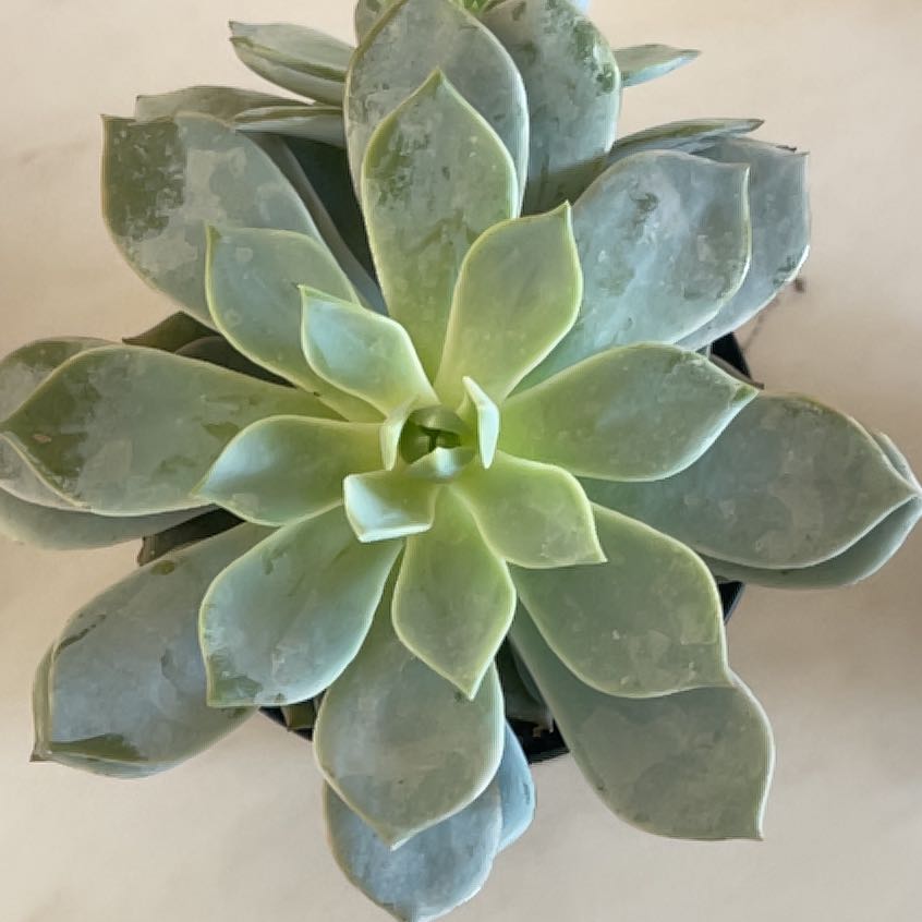 Photo of the plant species Peacock Echeveria by @Sunflowerhaze24 named Milo on Greg, the plant care app