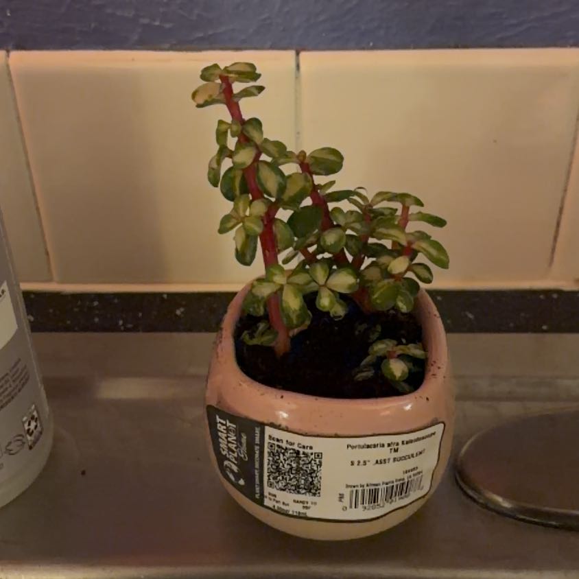 Photo of the plant species elephant bush by @BigBetel40 named kallie on Greg, the plant care app