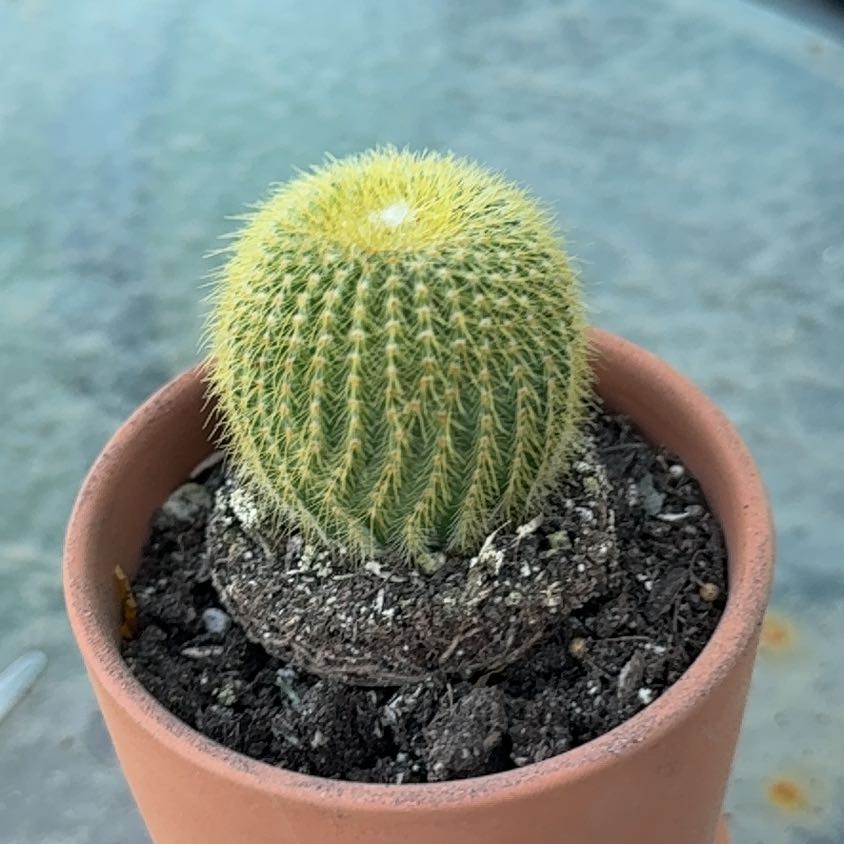 Photo of the plant species Notocactus leninghausii by @ZanyCalathea62 named Greg on Greg, the plant care app
