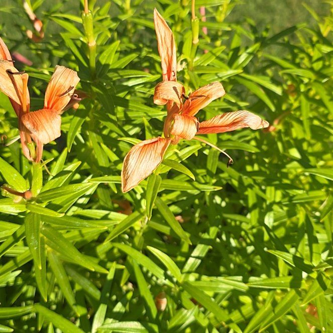 Photo of the plant species Orange Lily by @PopularAgave57 named Michelle Branch on Greg, the plant care app