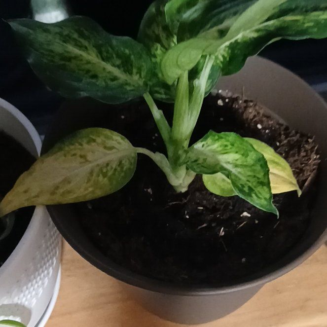 Photo of the plant species Dieffenbachia by @RadTyrimnus76 named Baesil on Greg, the plant care app
