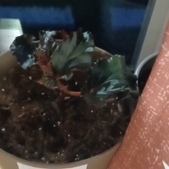 Photo of the plant species Begonia 'Black Magic' by @RadTyrimnus76 named Lebron on Greg, the plant care app