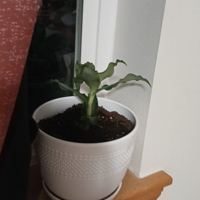 Photo of the plant species Murdannia by @RadTyrimnus76 named Doja Cat on Greg, the plant care app