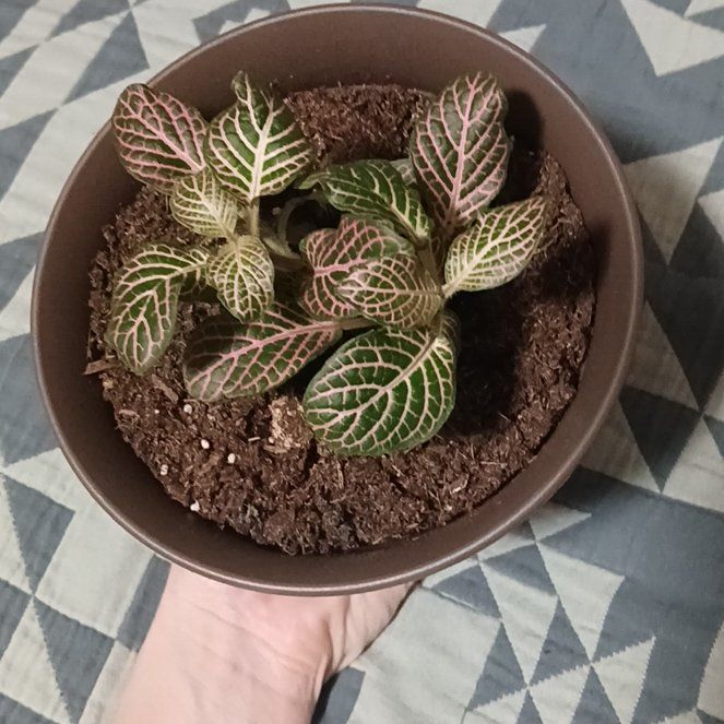 Photo of the plant species Fittonia Pink by @RadTyrimnus76 named Kendall on Greg, the plant care app