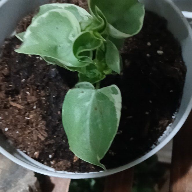 Photo of the plant species Peperomia by @RadTyrimnus76 named Pax on Greg, the plant care app