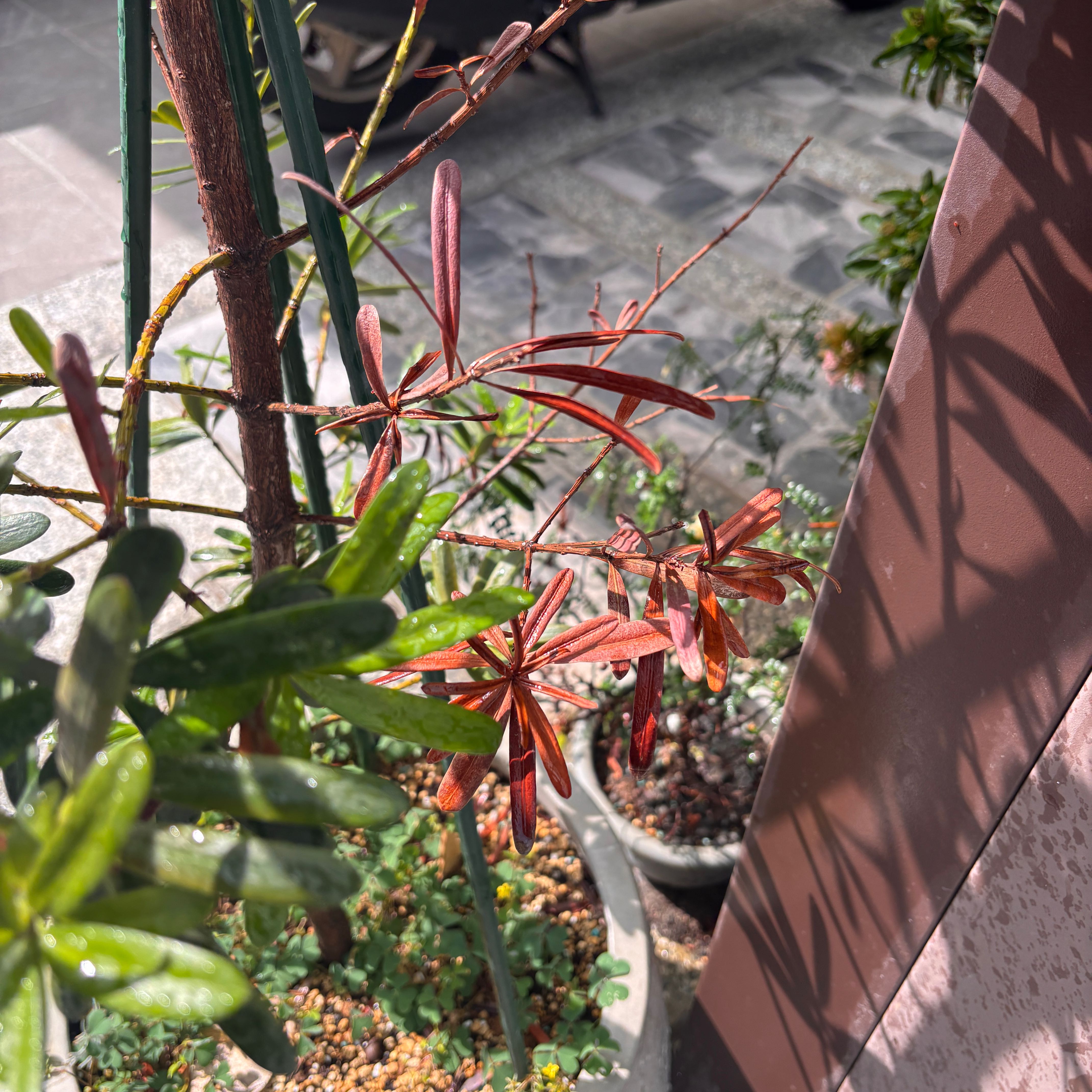 Photo of the plant species Willow Oak by @PlentifulPuka96 named Winston on Greg, the plant care app
