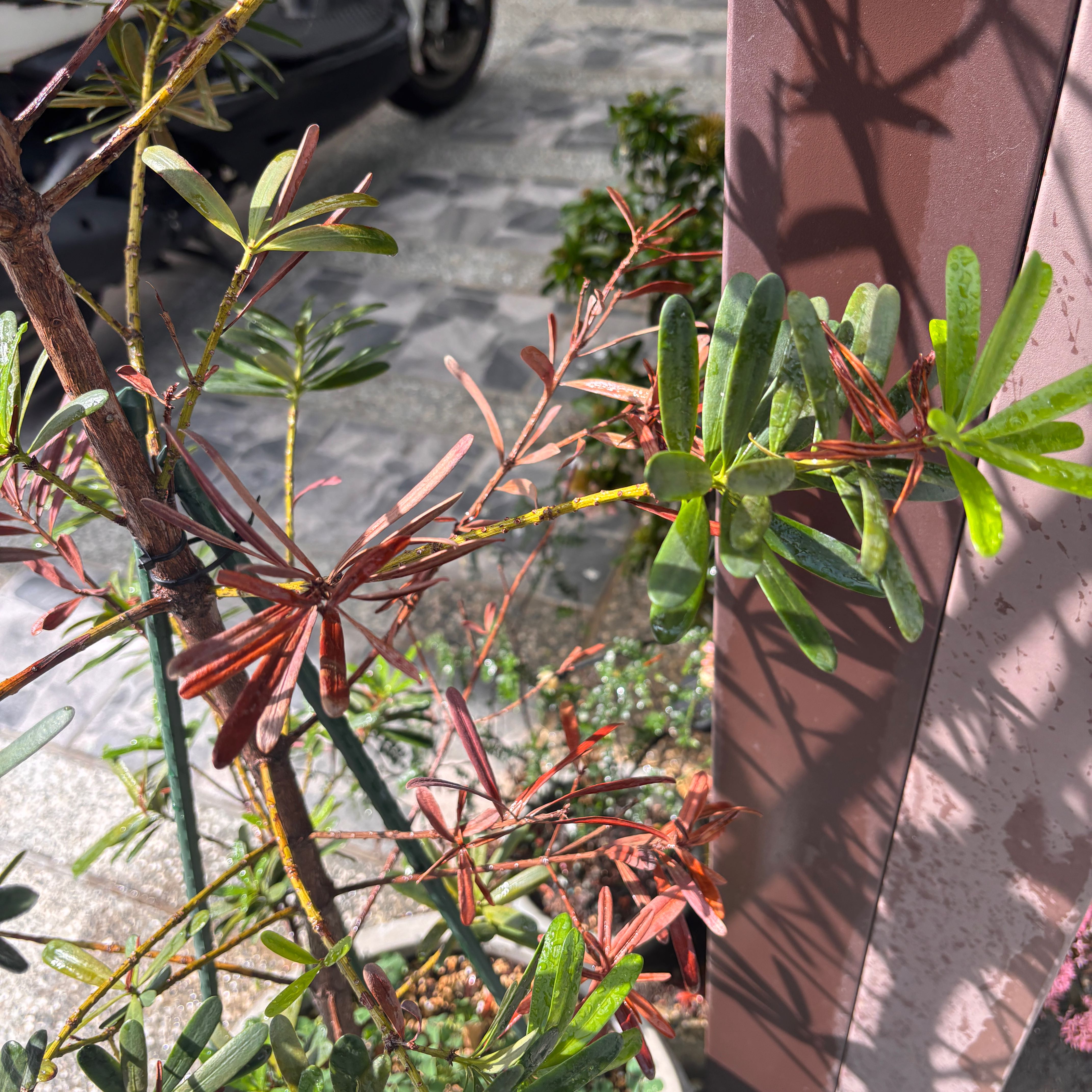 Photo of the plant species Willow Oak by @PlentifulPuka96 named Leaf Erickson on Greg, the plant care app