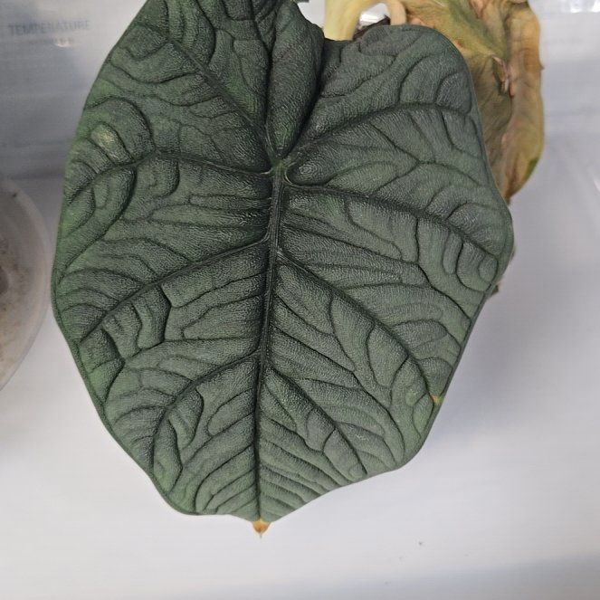 Photo of the plant species Alocasia 'Rugosa' by @SavantMarimo67 named Gobi on Greg, the plant care app