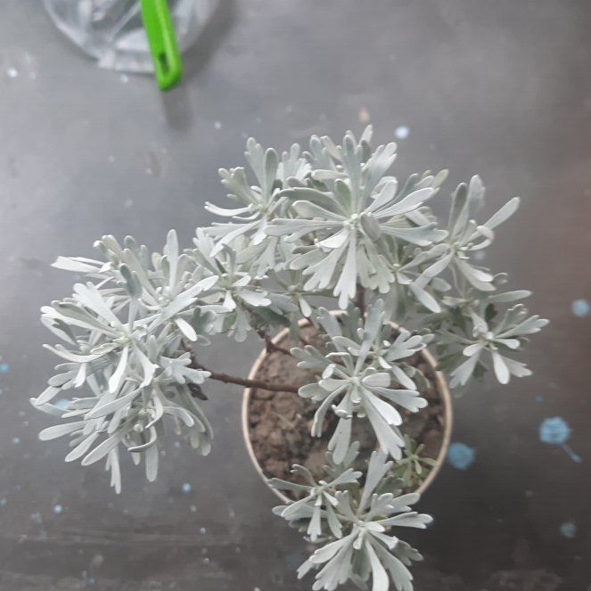 Photo of the plant species Crossostephium chinense by @PeakHoya25 named Mochi on Greg, the plant care app