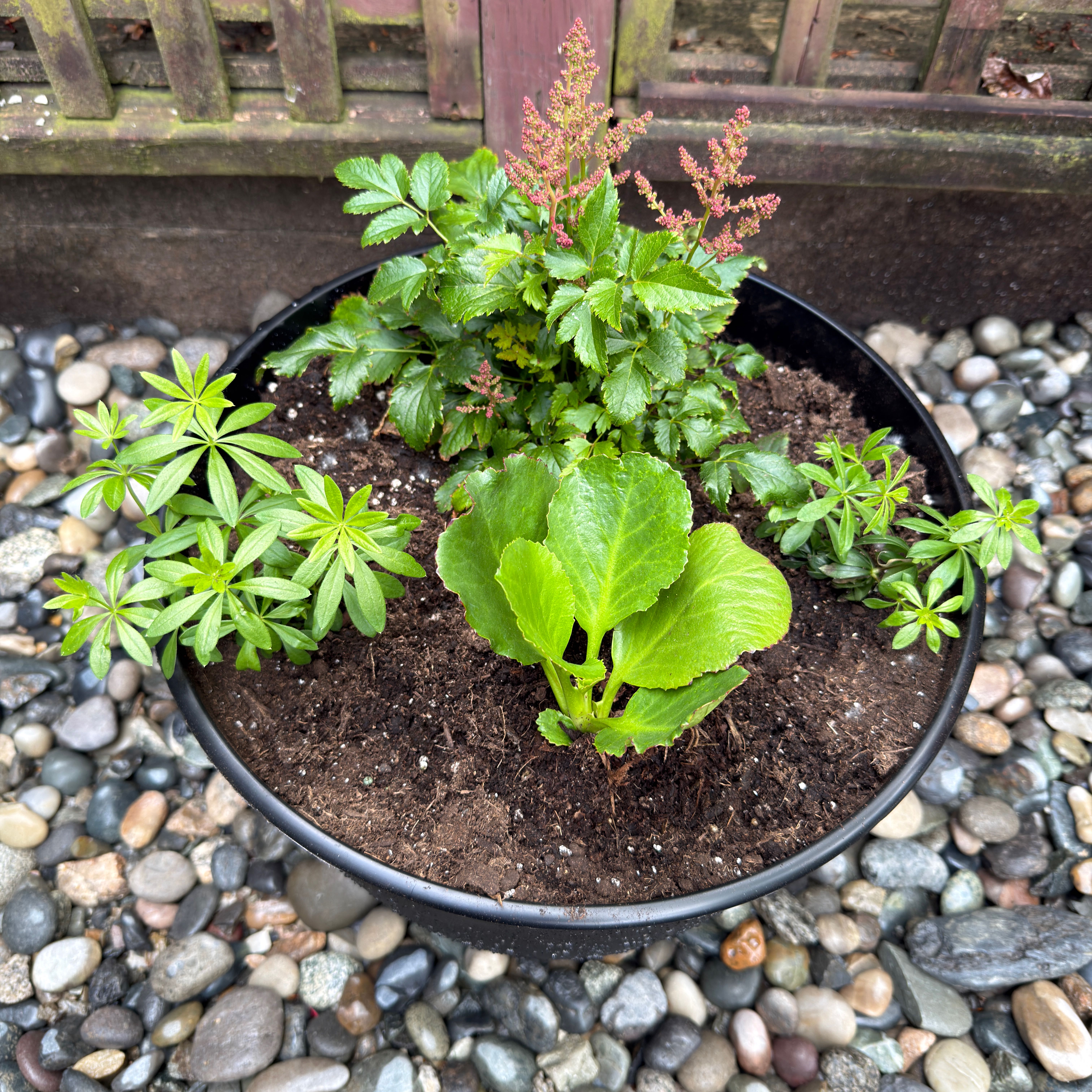 Photo of the plant species Sweet Woodruff 'Album' by @JoyfulApricot65 named Diana on Greg, the plant care app