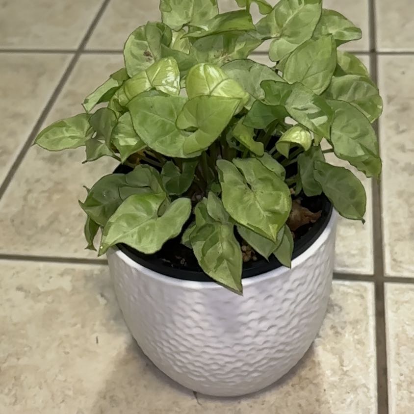 Photo of the plant species Syngonium 'Silver Pearl' by @chalky named Bieber on Greg, the plant care app