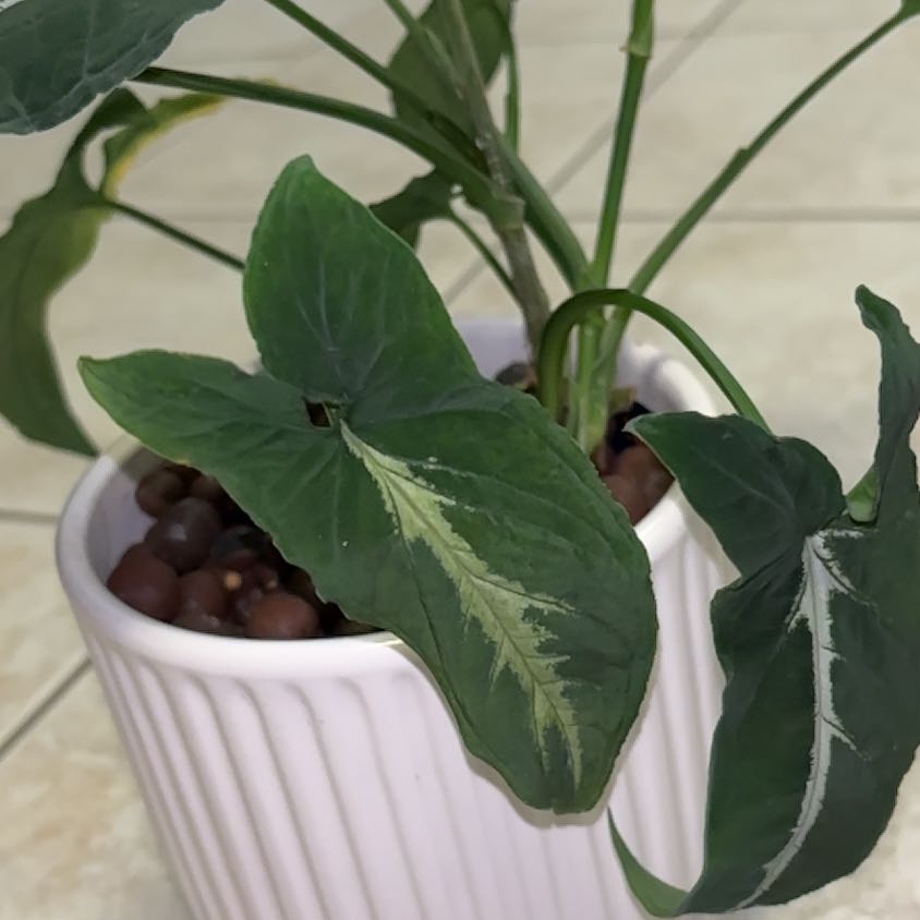 Photo of the plant species Syngonium wendlandii by @chalky named Naomi on Greg, the plant care app