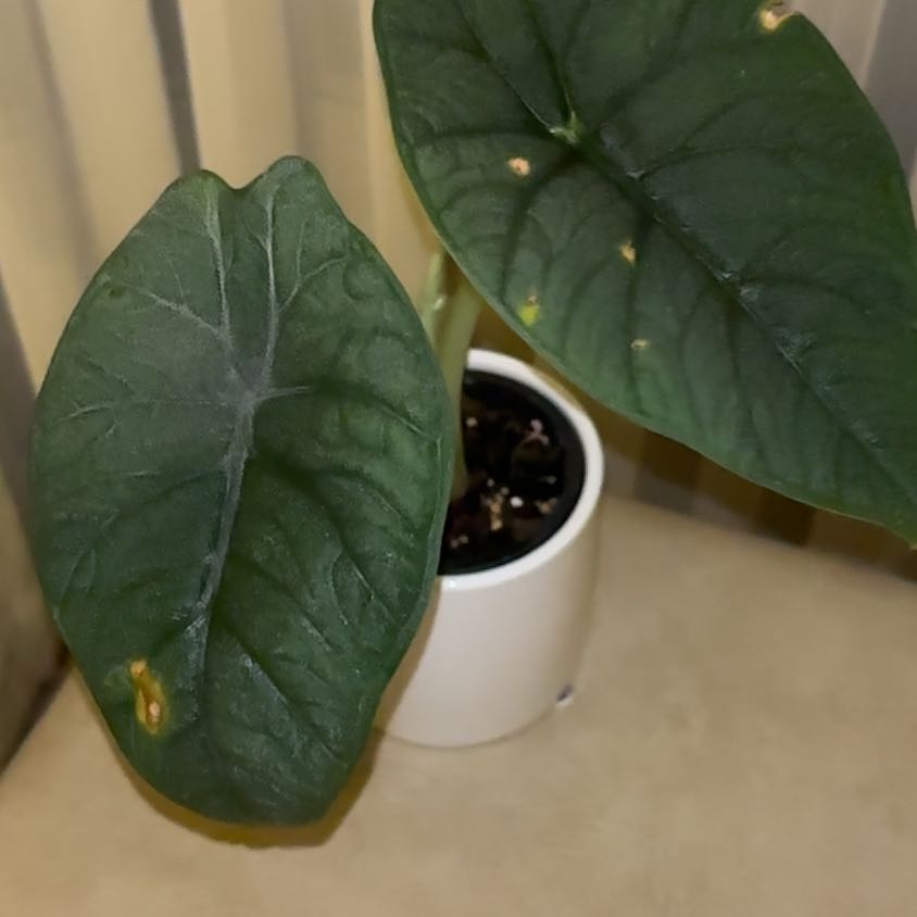 Photo of the plant species Alocasia Melo by @chalky named Remington on Greg, the plant care app