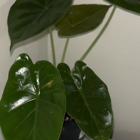 Photo of the plant species Hardy Elephant Ears by @chalky named James Dean on Greg, the plant care app