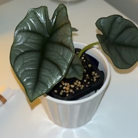 Photo of the plant species alocasia nebula by @chalky named Morgan Treeman on Greg, the plant care app