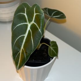 Photo of the plant species Alocasia Watsoniana Lightning by @chalky named Treeyoncé on Greg, the plant care app