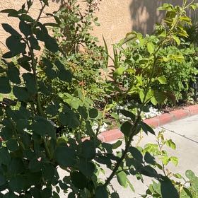 Photo of the plant species Flinders Rose by @ModelTeatree92 named Emerson on Greg, the plant care app