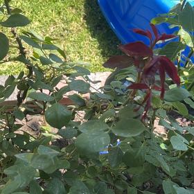 Photo of the plant species Brenia Snowbush by @ModelTeatree92 named Queen on Greg, the plant care app