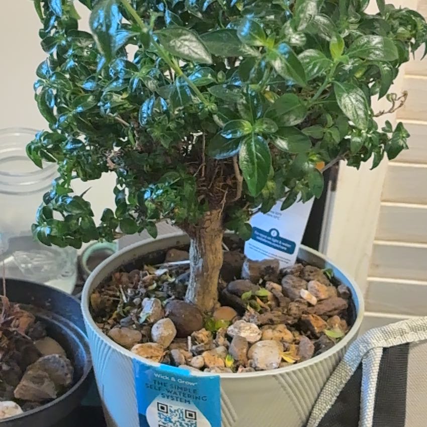 Photo of the plant species Japanese Snow Rose by @GemBogmyrtle81 named Madonna on Greg, the plant care app