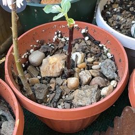Photo of the plant species Pussy Willow by @GemBogmyrtle81 named Michelle Branch on Greg, the plant care app