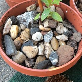 Photo of the plant species Pussy Willow by @GemBogmyrtle81 named Sonora on Greg, the plant care app