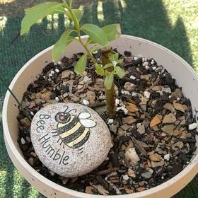 Photo of the plant species Pussy Willow by @GemBogmyrtle81 named Rosa on Greg, the plant care app