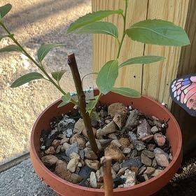 Photo of the plant species Pussy Willow by @GemBogmyrtle81 named Drake on Greg, the plant care app