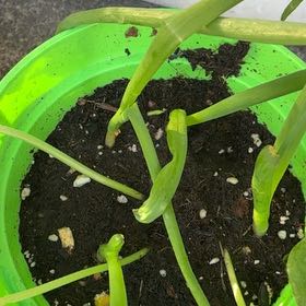Photo of the plant species Green Onion by @GemBogmyrtle81 named LiloStitch on Greg, the plant care app