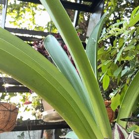 Photo of the plant species Amaryllis by @GemBogmyrtle81 named Planty on Greg, the plant care app