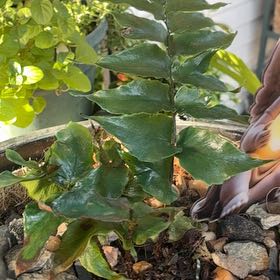 Photo of the plant species House Holly-Fern by @GemBogmyrtle81 named Harmony on Greg, the plant care app