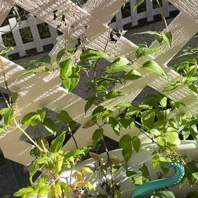 Photo of the plant species Evergreen Clematis by @GemBogmyrtle81 named Fernie Saunders on Greg, the plant care app