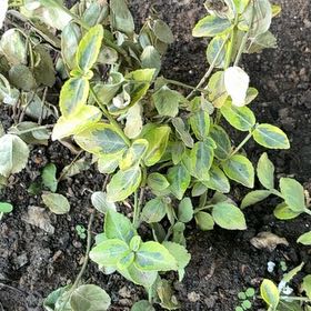 Photo of the plant species Fortune's Spindle by @GemBogmyrtle81 named Walt on Greg, the plant care app