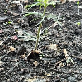 Photo of the plant species Field Wormwood by @GemBogmyrtle81 named Treeyoncé on Greg, the plant care app