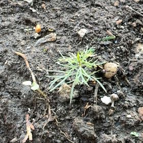 Photo of the plant species Whorled Tickseed by @GemBogmyrtle81 named Mochi on Greg, the plant care app