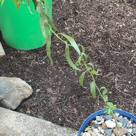 Photo of the plant species Corkscrew Willow by @GemBogmyrtle81 named Bella on Greg, the plant care app