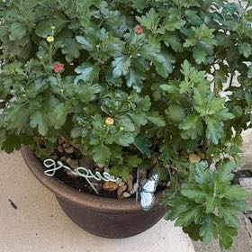 Photo of the plant species Chrysanthemum by @GemBogmyrtle81 named Tolkien on Greg, the plant care app