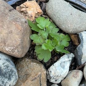 Photo of the plant species Chrysanthemum by @GemBogmyrtle81 named Messi on Greg, the plant care app