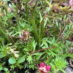 Photo of the plant species Cutleaf Geranium by @GemBogmyrtle81 named Scarlett on Greg, the plant care app