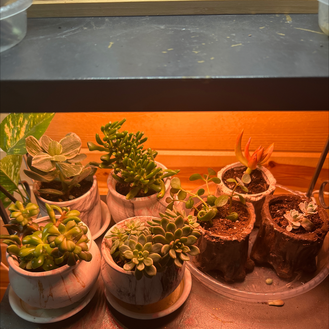 Multiple succulent plants in small pots under a grow light.