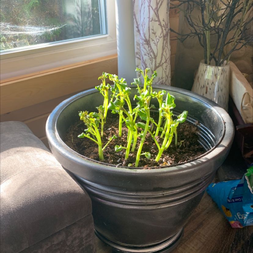 Potted potato plant with multiple green stems near a window, indoors.