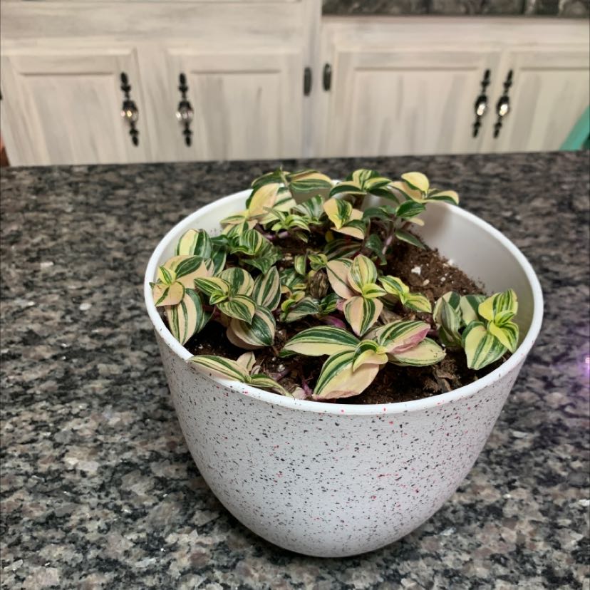 Potted Wandering Dude 'Burgundy' plant with variegated leaves on a granite countertop.