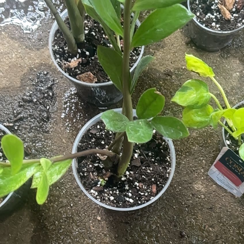 Photo of the plant species Chameleon ZZ Plant by @NeatNeslia78 named Taylor Swift on Greg, the plant care app