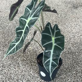 Photo of the plant species Alocasoia Amazonica 'Polly' by @NeatNeslia78 named Hemingway on Greg, the plant care app