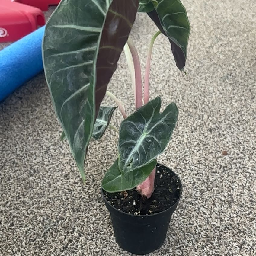 Photo of the plant species Pink Dragon by @NeatNeslia78 named Homer on Greg, the plant care app