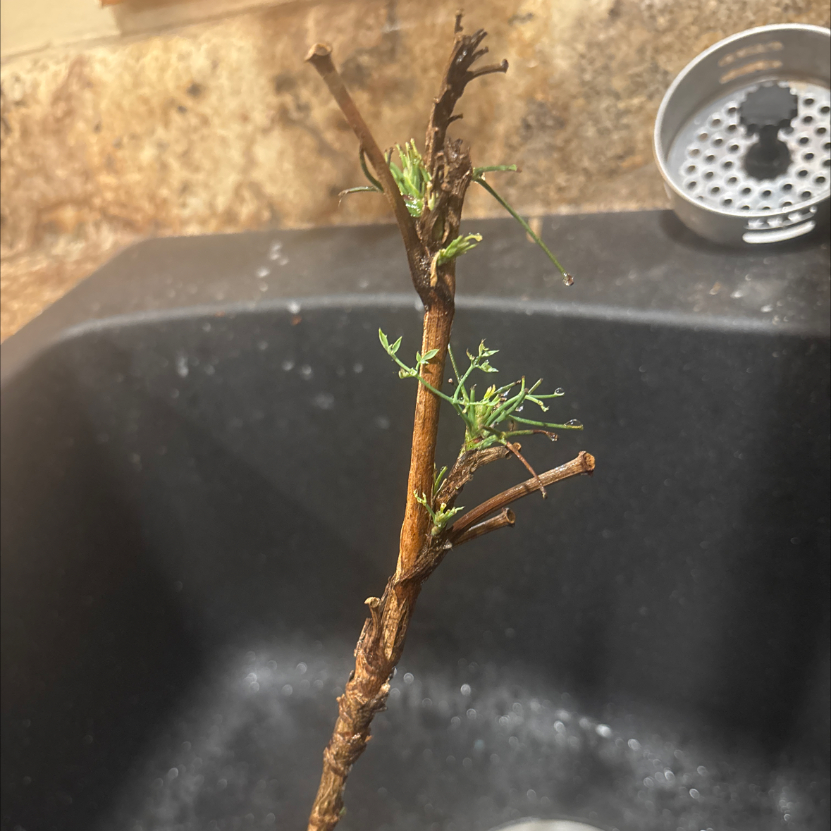 Photo of the plant species Sacred Bamboo by @NeatNeslia78 named Rosa on Greg, the plant care app