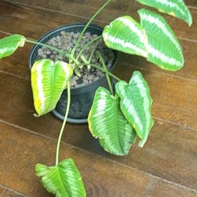 Photo of the plant species Schismatoglottis Wongii by @SlinkyChives26 named Kendall on Greg, the plant care app